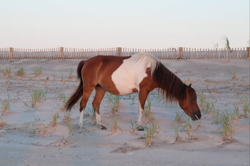 Assateague island horse grazing on a sandy landscape on the beach with a sand fence in the background